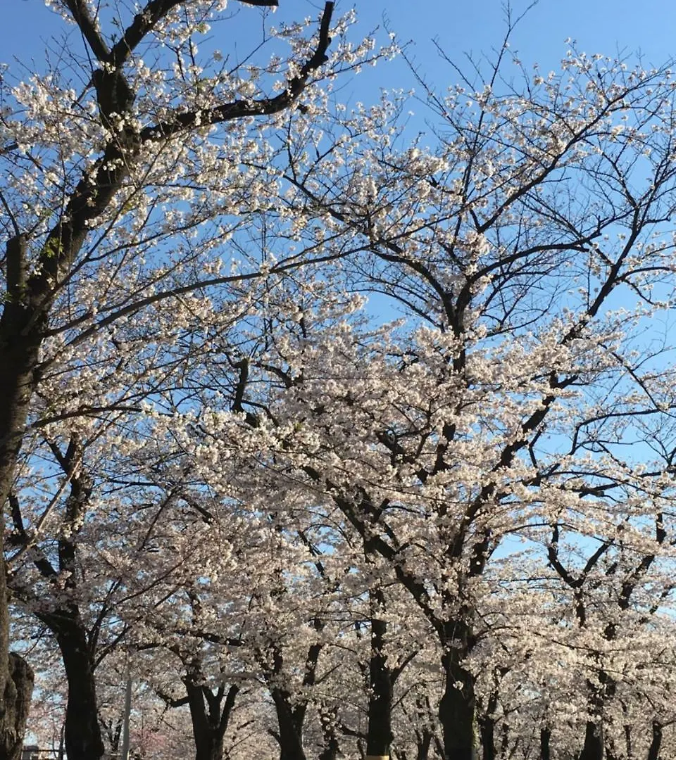 東京都 纳卡大雅旅馆酒店 传统日式旅馆