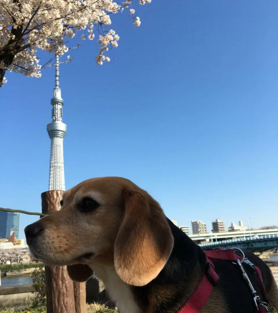 東京都 纳卡大雅旅馆酒店 日本